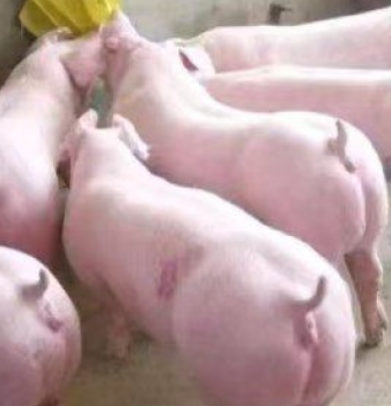 仔猪三元仔猪批发【猪场挑选】送猪到家/欢迎新老客户选购
仔猪繁育基地，我处常年向