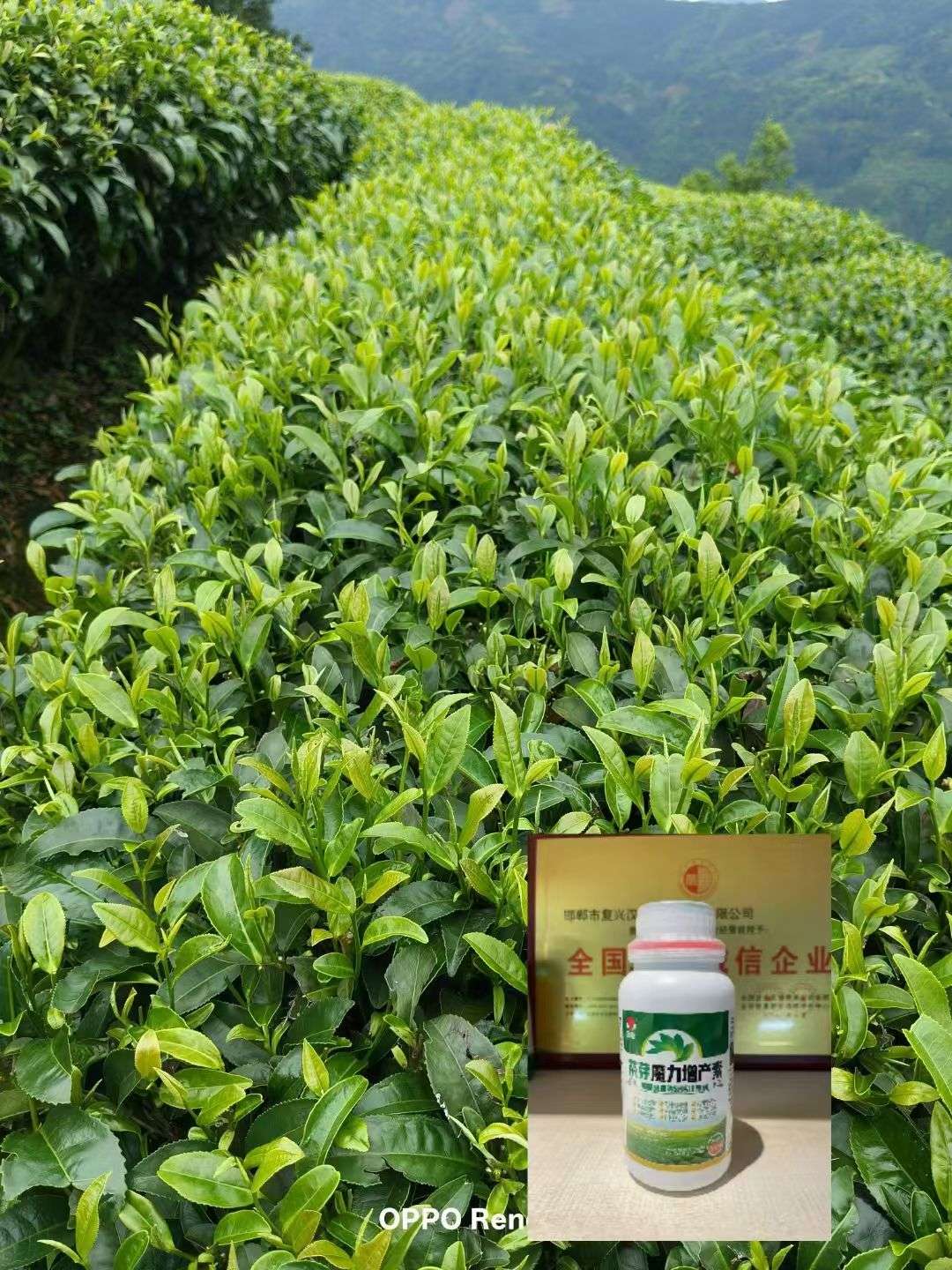 碳基酶细胞复活壮芽剂（纯生物）