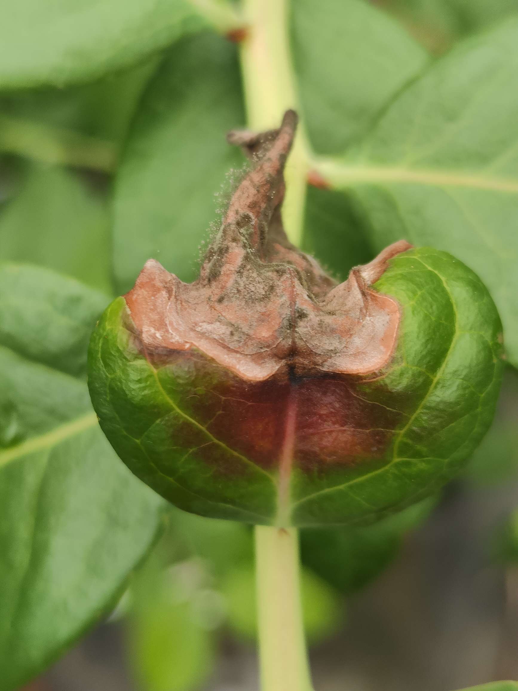 《蓝莓灰霉病防控全攻略：从识别到治理的科学指南》