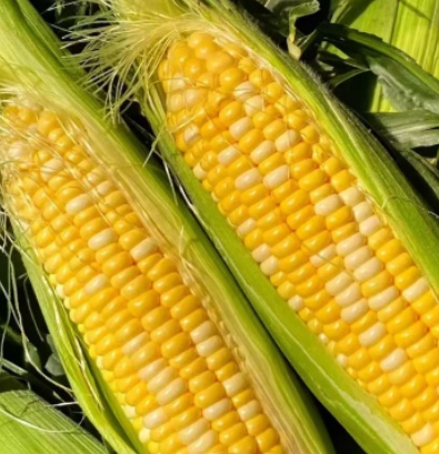 湖北玉米 太阳花玉米 对接电商市场商超 可视频看货，服务宗旨：诚信经营，客户至上