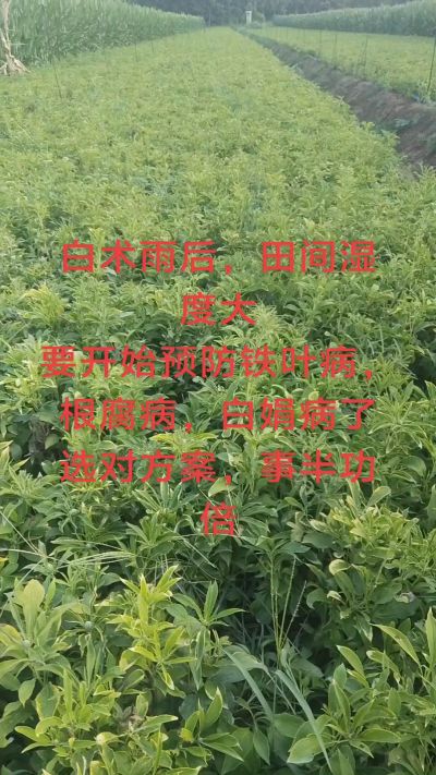 雨期过后白术病害要防治了
预防铁叶病，白娟病
现在也进入了膨大期
可以打膨大的