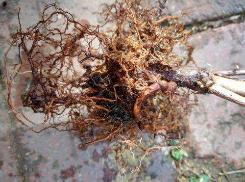 蓝莓根腐病由真菌引发，致根烂叶黄，需选抗病种、控水肥、用药物防治。