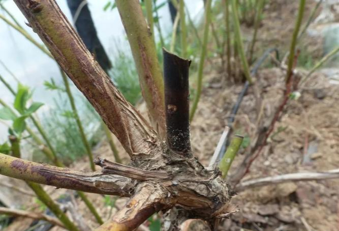 蓝莓枝枯病真菌致，枝枯叶萎花果落，选抗病种清园加药剂防控