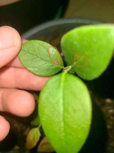 蓝莓叶斑病高温湿发，叶斑霉层致早落，农化生防结合控病保产