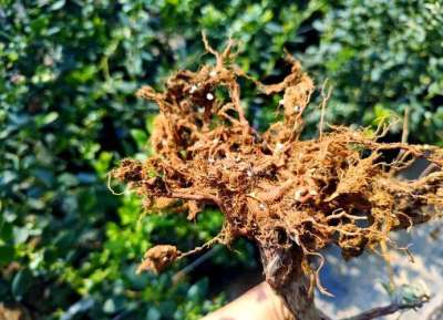 蓝莓根腐病镰刀菌致，根腐叶枯株萎，农化生防结合控病保产