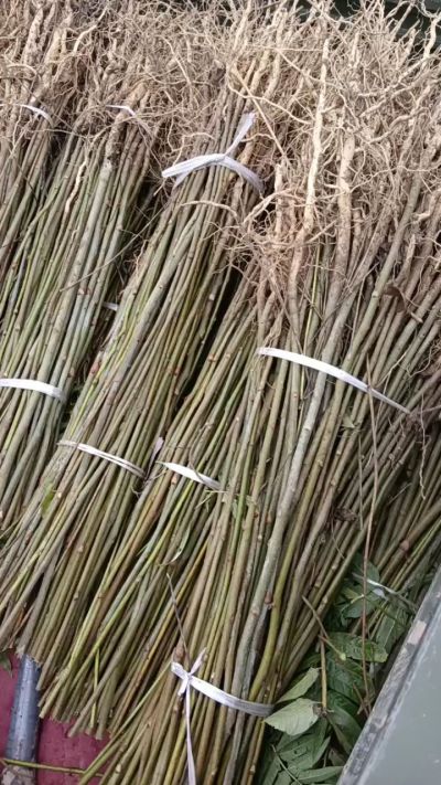 出售臭椿苗，药用连翘苗，科研五号优质种苗，2/5年苗，药用连翘树，挂果树，全国包邮到家！财富密码18534302961