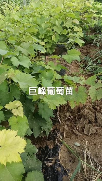 巨峰葡萄苗。一年扦插苗。需要联系。苗圃基地直销！需要联系18534302961
