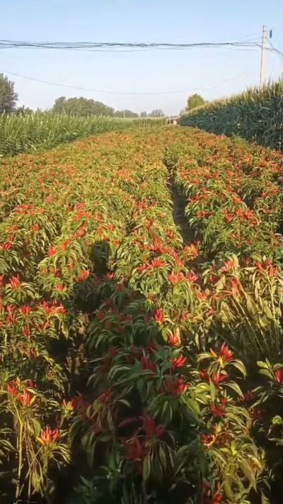 金樱一号辣椒，早熟，大果形，抗日灼，果子重