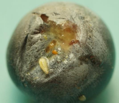 蓝莓果蝇危害大，综合防治要趁早，农物化生结合保蓝莓品质