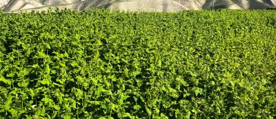 甘肃省兰州市永登县通远镇今年的荞麦价格3.5左右，大面积种植。