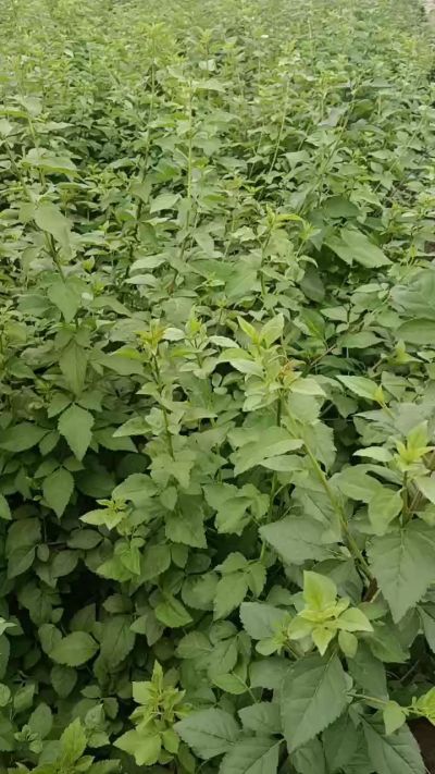 药用连翘苗，科研五号，需要联系18534302961