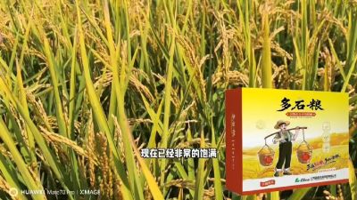 多石粮-谷物小分子有机酸，田间表现。
剑叶挺拔，灌浆饱，千粒重，上粮快。