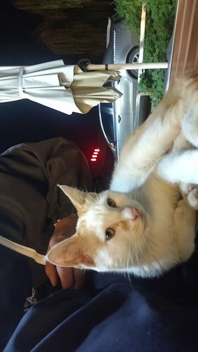 这是我在野外今年春天开始喂养的小猫🐈🐱🐱🐱🐱🐱🐱🐱🐱🐱🐱🐱很可爱