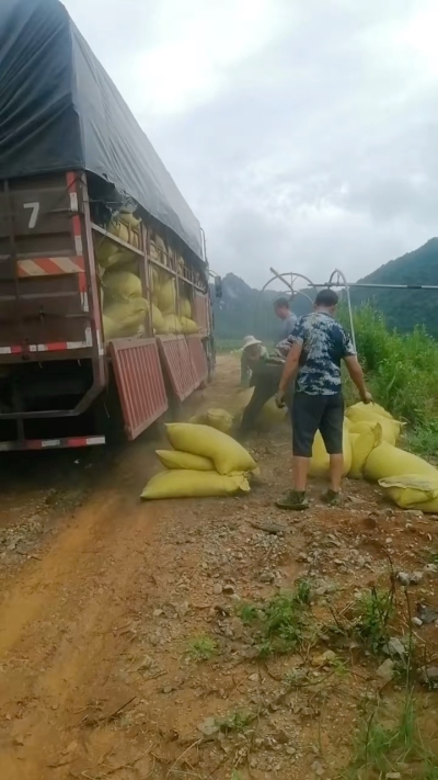 种植前先撒草木灰犁地，调节土壤，增加土壤肥力
#农业种植