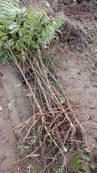 出售臭椿苗，巨峰葡萄苗。药用连翘苗，科研五号优质种苗，2/5年苗，药用连翘树，挂果树，全国包邮到家！财富密码18534302961