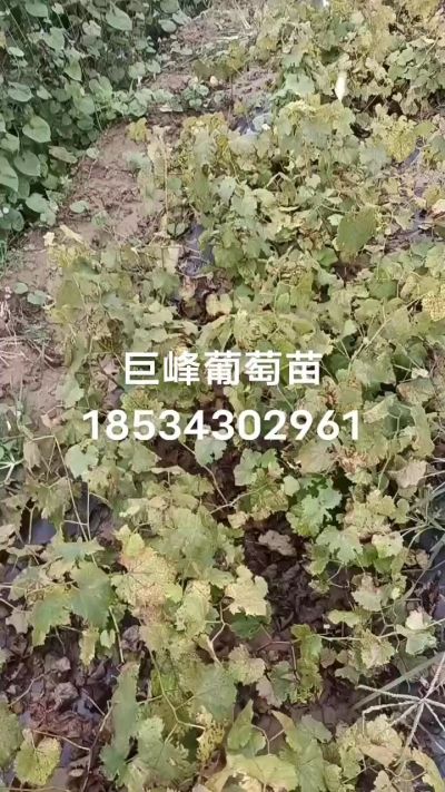 巨峰葡萄苗，一年扦插苗，苗圃基地直销。需要联系我18534302961