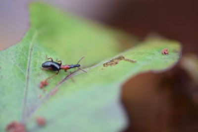 甘薯小象甲的危害与识别