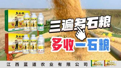 冬季种植，油菜，小麦，草莓等作物的，出现了除草剂药害，黄叶，僵苗，苗不长等问题，马上用多石粮，确保5天见到效果。