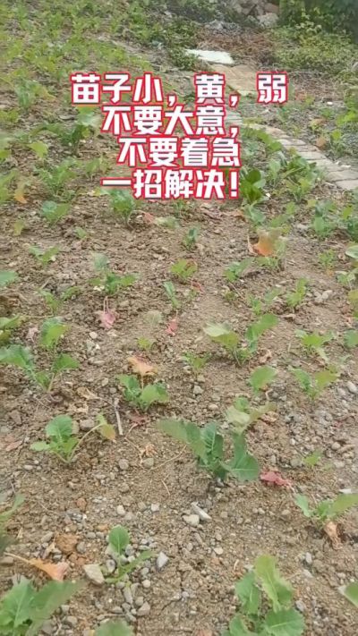 油菜苗子弱苗子小，就用多石粮，5天见效果。
