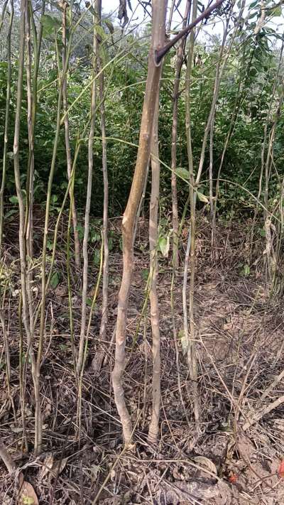 出售臭椿苗，巨峰葡萄苗。药用连翘苗，科研五号优质种苗，2/5年苗，药用连翘树，挂果树，全国包邮到家！财富密码18534302961