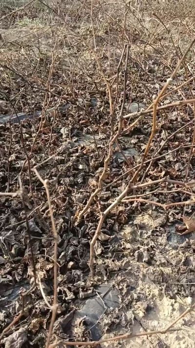 户太八号葡萄苗，，一年扦插苗，需要联系我