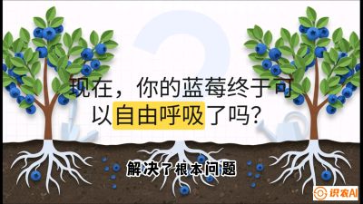 第3节：别把树&ldquo;憋死&rdquo;&mdash;&mdash;正确的定植与换盆手法,   课程：《蓝莓&ldquo;高产&rdquo;实战课：从选苗到丰收的10个关键点》