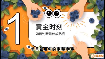 第10节：完美的&ldquo;果粉&rdquo;&mdash;&mdash;采摘时机与保鲜， 课程：《蓝莓&ldquo;高产&rdquo;实战课：从选苗到丰收的10个关键点》