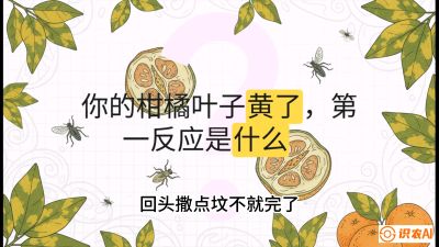 第一节：保命生死线&mdash;&mdash;黄龙病与木虱，课程：《柑橘十大病虫害：从入门到精通》