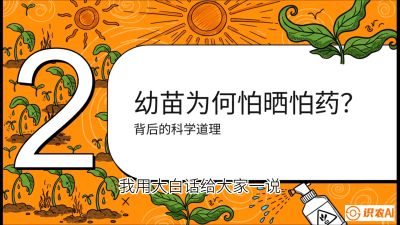 第02节：幼树管理&mdash;&mdash;&ldquo;防晒又防草，树势起得早&rdquo;，课程：《槟榔种植：从不懂到精通的10堂必修课》