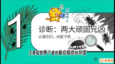 第06节：顽固虫害防治&mdash;&mdash;&ldquo;钻心虫与红蜘蛛，打准时间才服输&rdquo;《槟榔种植：从不懂到精通的10堂必修课》