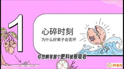 第08节：微量元素与保果&mdash;&mdash;&ldquo;补硼又补钙，果子不裂坏&rdquo;《槟榔种植：从不懂到精通的10堂必修课》