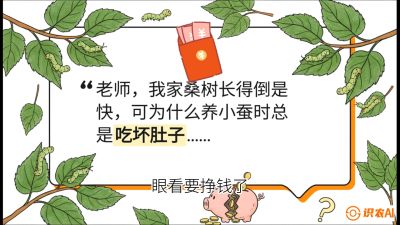 第01节：不仅仅是树&mdash;&mdash;顶级品种选配策略，课程：《桑海淘金：桑树高产与蚕桑安全进阶实战课》