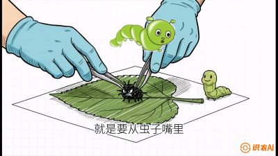 第07节：虫口夺叶（下）&mdash;&mdash;不得不打药时的&ldquo;解毒术&rdquo;，课程：《桑海淘金：桑树高产与蚕桑安全进阶实战课》