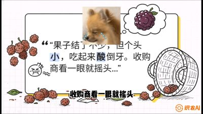 第10节：甜蜜的科学&mdash;&mdash;膨大、增甜与转色，课程：《桑海淘金：桑树高产与蚕桑安全进阶实战课》