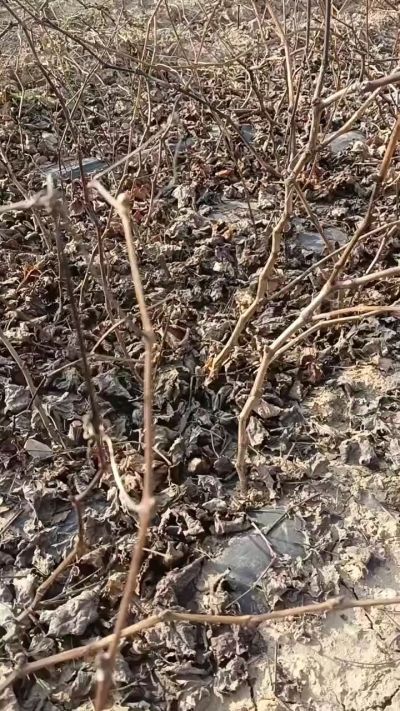 巨峰葡萄苗，一年扦插苗，，全国包邮到家！需要联系18534302961