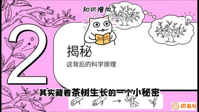 第04节（修剪篇）：树势复活术：从&ldquo;越剪越弱&rdquo;到&ldquo;枝繁叶茂&rdquo;的能量管理与夏秋茶逆袭，课程：《茶金时代：从&ldquo;看天吃饭&rdquo;到&ldquo;精准控局&rdquo;的茶叶高产提质实战课》