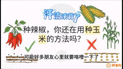 第1节：【品种定江山】工业辣椒vs小米辣：底肥公式与密度陷阱的&ldquo;百万生意经&rdquo;，课程：《辣椒种植实战特训营，从工业辣椒到精品小米辣，教你如何把&ldquo;草&rdquo;种成&ldquo;金&rdquo;》