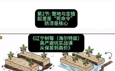 第二节： 整地与定植&mdash;&mdash;起垄是&ldquo;死命令&rdquo;，防涝是核心，课程：《辽宁树莓（海尔特兹）高产避坑实战课：从保苗到高价》