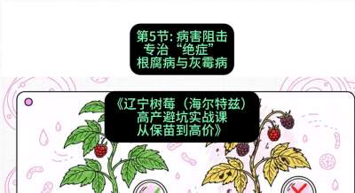 第五节： 病害阻击&mdash;&mdash;专治&ldquo;绝症&rdquo;根腐病与灰霉病，课程：《辽宁树莓（海尔特兹）高产避坑实战课：从保苗到高价》