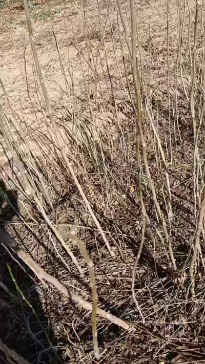 出售臭椿苗，巨峰葡萄苗。药用连翘苗，科研五号优质种苗，2/5年苗，药用连翘树，挂果树，全国包邮到家！财富密码18534302961