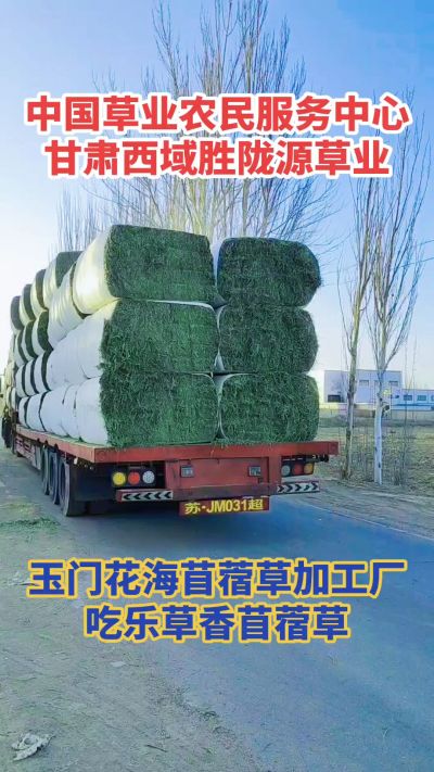 中国苜蓿草原产地批发苜蓿草 甘肃玉门胜陇源草业。18293765000