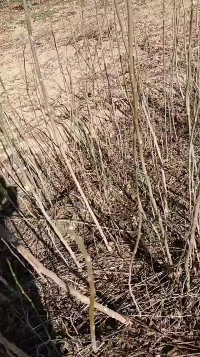 出售臭椿苗，巨峰葡萄苗。药用连翘苗，科研五号优质种苗，2/5年苗，药用连翘树，挂果树，全国包邮到家！财富密码18534302961