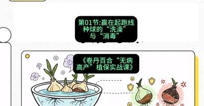 第01节：赢在起跑线&mdash;&mdash;种球的&ldquo;洗澡&rdquo;与&ldquo;消毒&rdquo;，课程：《卷丹百合&ldquo;无病高产&rdquo;植保实战课》#识农AI
