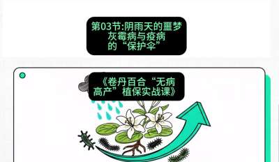 第03节：阴雨天的噩梦&mdash;&mdash;灰霉病与疫病的&ldquo;保护伞&rdquo;，课程：《卷丹百合&ldquo;无病高产&rdquo;植保实战课》#识农AI