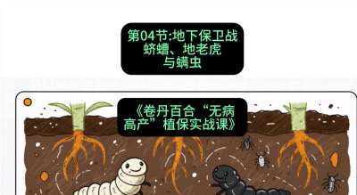 第04节：地下保卫战&mdash;&mdash;蛴螬、地老虎与螨虫 ，课程：《卷丹百合&ldquo;无病高产&rdquo;植保实战课》#识农AI