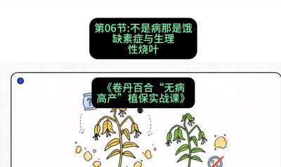 第06节：不是病那是饿&mdash;&mdash;缺素症与生理性烧叶 ，课程：《卷丹百合&ldquo;无病高产&rdquo;植保实战课》#识农AI