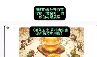 第05节：朱叶齐白茶&mdash;&mdash;守护&ldquo;黄金叶&rdquo;的颜值与蜡质层（重点），课程：《茗茶卫士&mdash;&mdash;茶叶病虫害绿色防控实战课》#识农AI