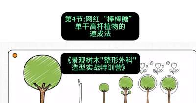 第04节：网红&ldquo;棒棒糖&rdquo;&mdash;&mdash;单干高杆植物的速成法，课程：《景观树木&ldquo;整形外科&rdquo;造型实战特训营》#识农AI