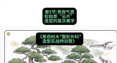 第05节：贵族气质&mdash;&mdash;松柏类&ldquo;云片&rdquo;造型的层次美学，课程：《景观树木&ldquo;整形外科&rdquo;造型实战特训营》#识农AI