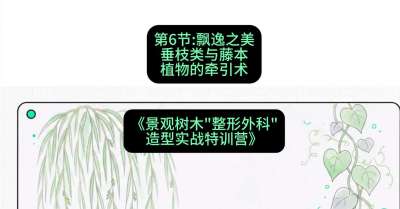 第06节：飘逸之美&mdash;&mdash;垂枝类与藤本植物的牵引术，课程：《景观树木&ldquo;整形外科&rdquo;造型实战特训营》#识农AI